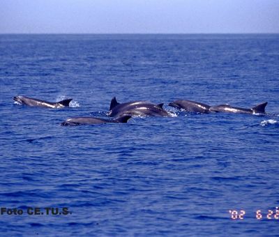 Pod of dolphins off the coast of Viareggio