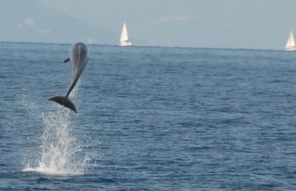 Acrobatics from the dolphin Matilde, off Viareggio
