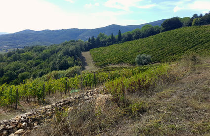 Woods and vineyards, Suvereto
