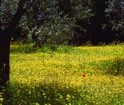 Castelfiorentino campagna