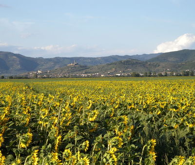 Castiglion Fiorentino