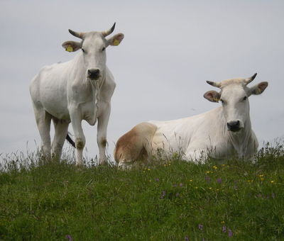 Chianina cow