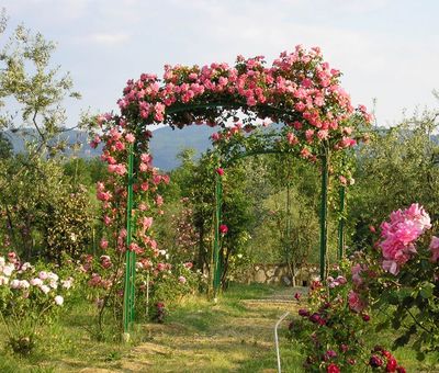 Fineschi Rose Garden
