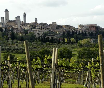 Vigneti a San Gimignano