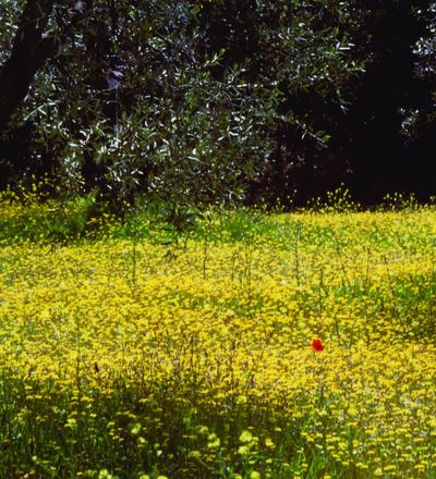 Castelfiorentino campagna