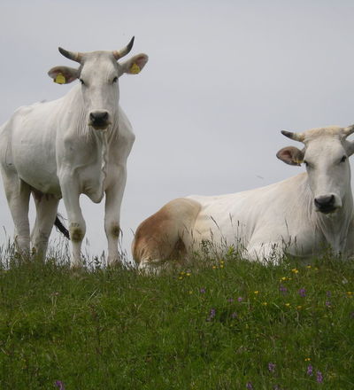 Chianina cow