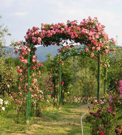 Fineschi Rose Garden
