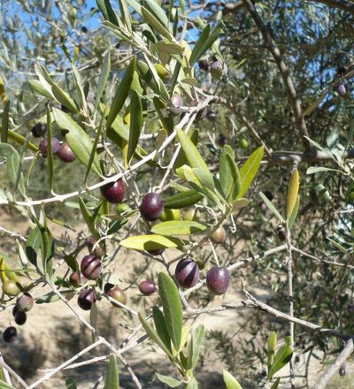 Le olive a Trequanda