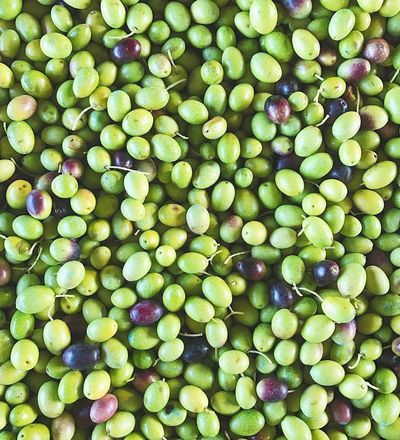 Olives for extra virgin olive oil, Chianni