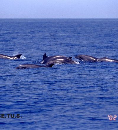 Pod of dolphins off the coast of Viareggio