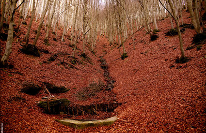 Acquerino Forest