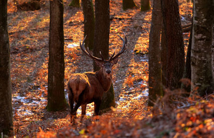 Adult buck