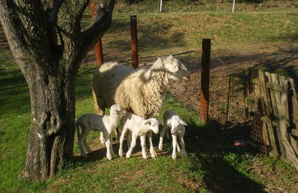 Agricoltura allevamento biologico pomarance