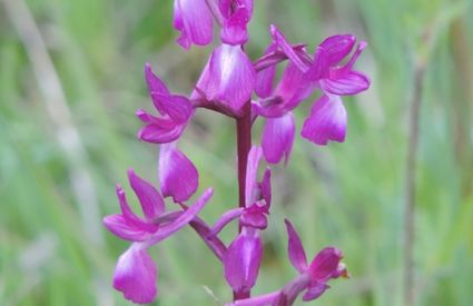  Anacamptis laxiflora