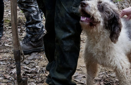 Asciano tartufo cane da