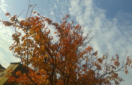 Autunno a Buonconvento