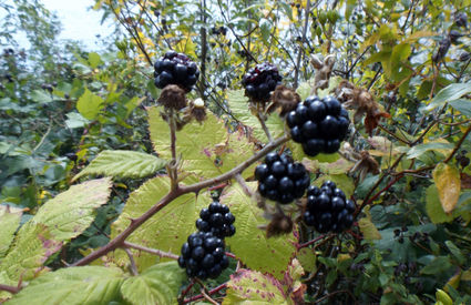 blackberry bramble