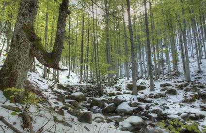 Bosco intorno al Sestaione