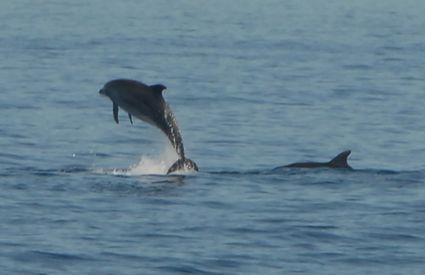 Bottlenose dolphins off Viareggio