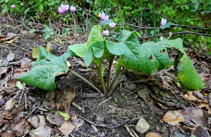 Burdock, Suvereto