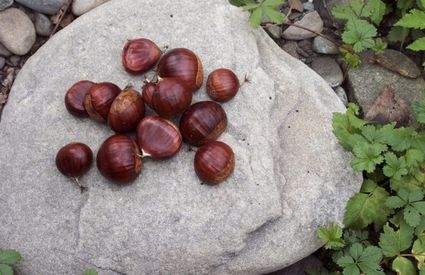 castagne