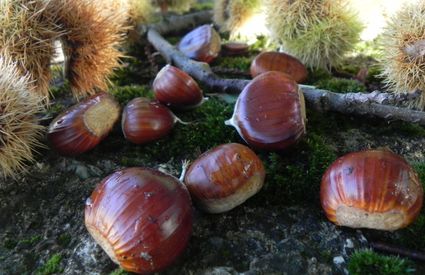 Castagne Abbadia San Salvatore