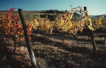 Castelfiorentino, vigne