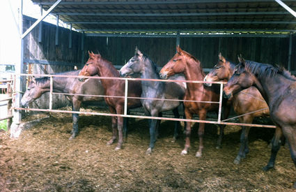 Cavallo Persano