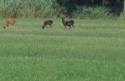 Daini in libertà nel parco di MSRM