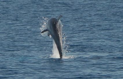 Dolphin Alpha, Viareggio