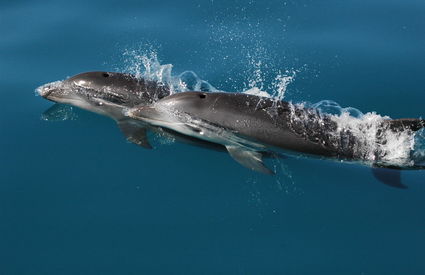 Dolphins from Alpha Pod, Viareggio