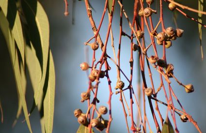 eucalyptus