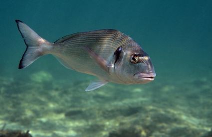 Gilt-head bream