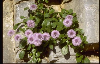 Globularia delle Apuane