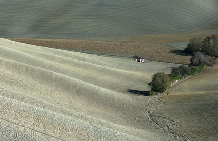 Hills of Lajatico