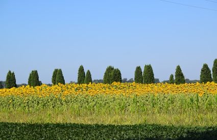 I girasoli