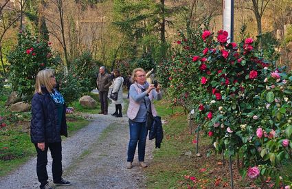 Il Camellietum Compitese