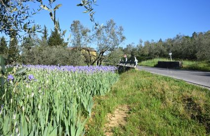 irises setteponti