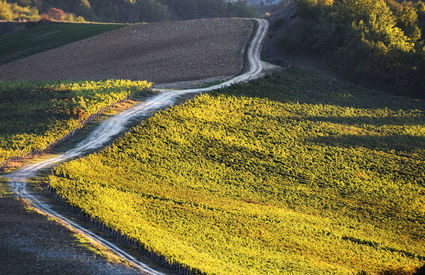 La campagna a Terranuova Bracciolini