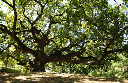 La Quercia di Pinocchio