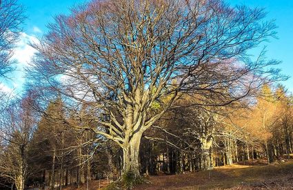 Luogomano Beech Tree in the Acquerino-Cantagallo Reserve