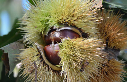 Marciana Chestnuts, Elba Island