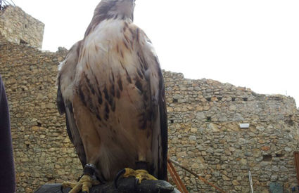 Marciana, Elba Island, kestrel