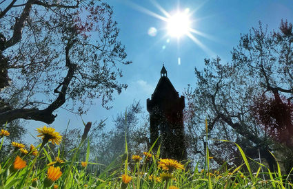 Olivi e campanile di San Donato