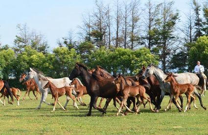 Persano horses