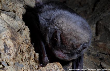 Pieve a Nievole, pipistrelli