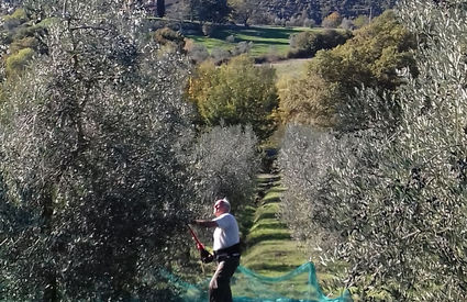 Raccolta delle olive