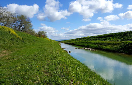 River Cornia, Suvereto