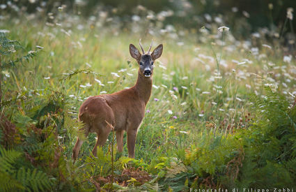 Roe deer