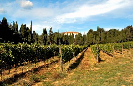 Rufina vigne villa poggio reale